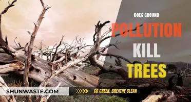 Ground Pollution: A Silent Killer of Trees