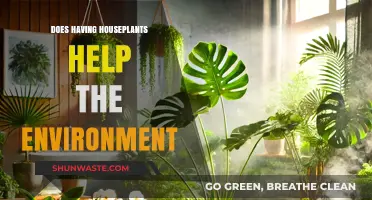 Houseplants and Environmental Impact: Greening Your Home, Greening the Planet?