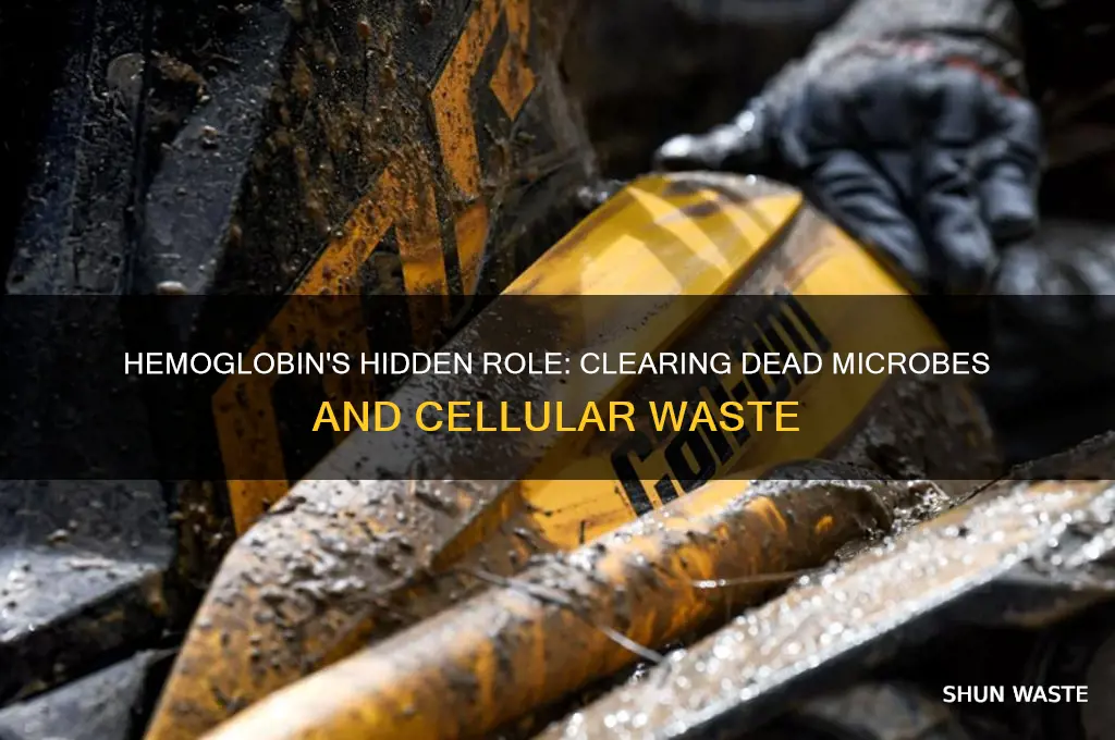 does hemoglobin cleans up dead microbes cells and other waste