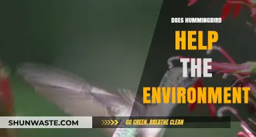 Hummingbirds' Eco-Impact: Pollination, Biodiversity, and Environmental Benefits Explained