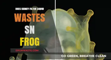 How Frogs' Kidneys Filter Liquid Wastes: An In-Depth Exploration