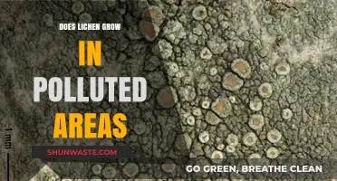 Lichen: Pollution's Natural Enemy?