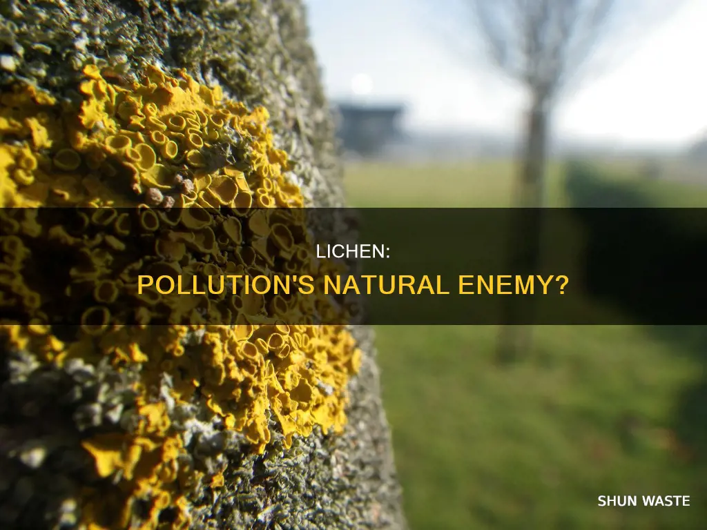 does lichen grow in polluted areas