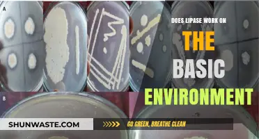 Does Lipase Function Effectively in Basic Environments? Exploring Enzyme Activity