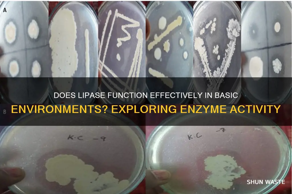 does lipase work on the basic environment