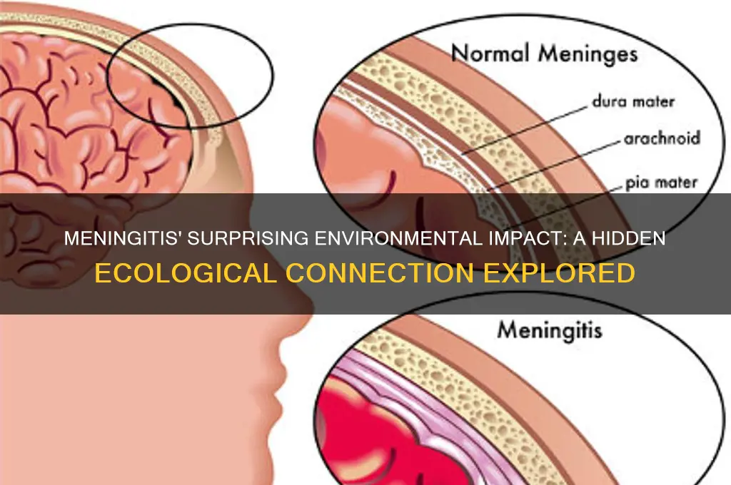 does meningitis have a posotive affect on the environment