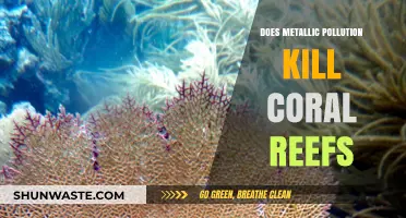 How Metal Pollution is Killing Coral Reefs