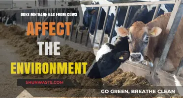 Methane Emissions from Cattle: Environmental Impact and Sustainable Solutions