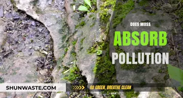 Moss: Nature's Pollution Absorber?