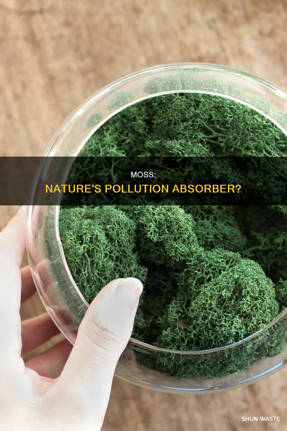 does moss absorb pollution