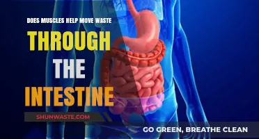 Muscles and Intestinal Waste Movement: How They Work Together