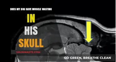 Understanding Canine Skull Muscle Wasting: Signs, Causes, and Treatment Options