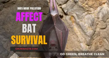 Noise Pollution: A Threat to Bat Survival?