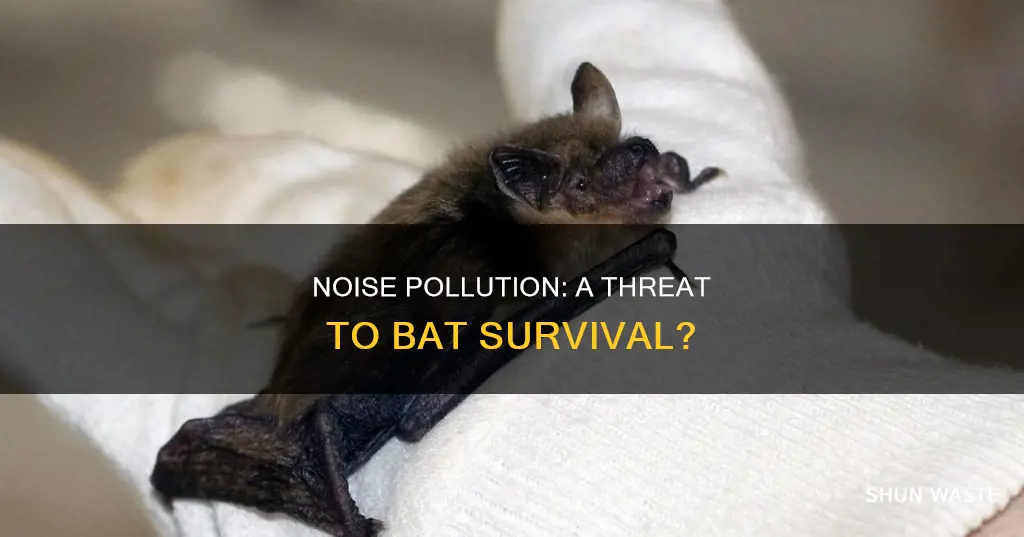 does noise pollution affect bat survival