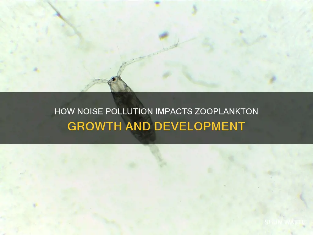 does noise pollution affect growth of zooplankton