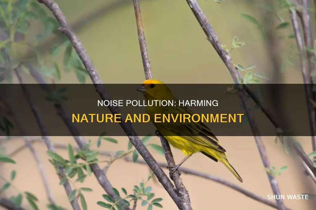 does noise pollution affect the environment