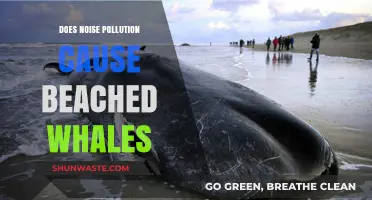 Noise Pollution's Impact: Why Whales Beach Themselves