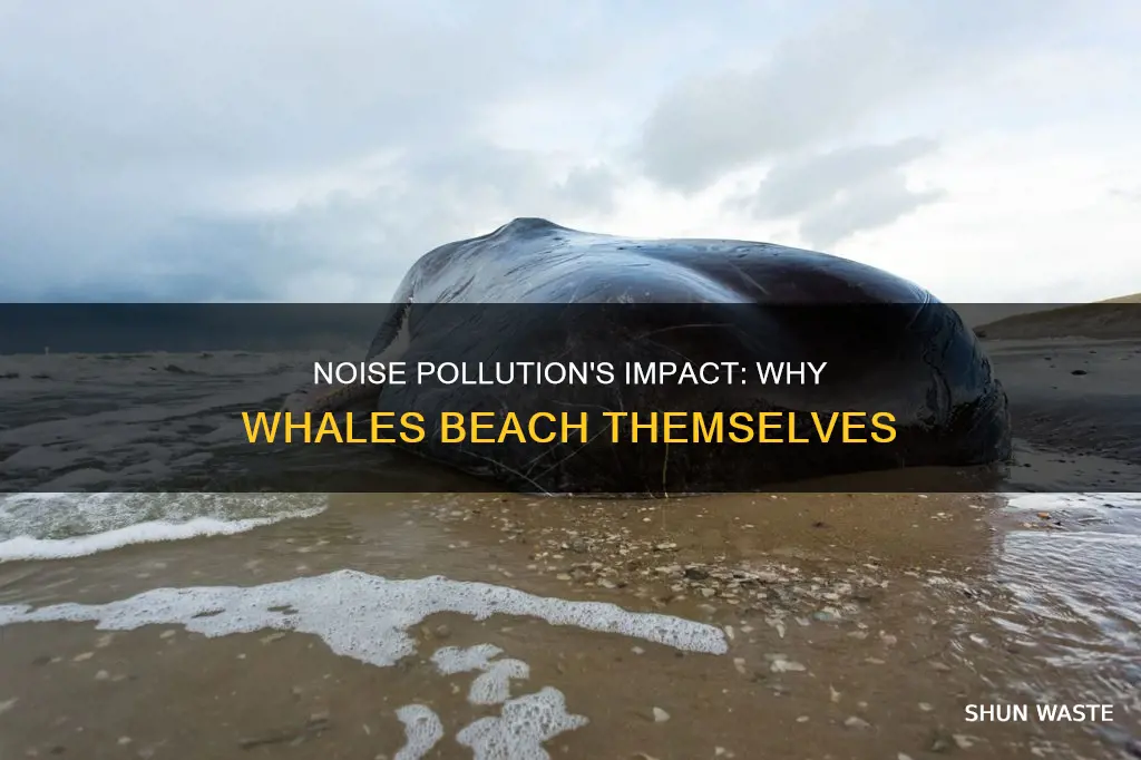 does noise pollution cause beached whales