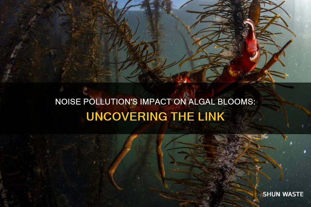 does noise pollution cause red algae