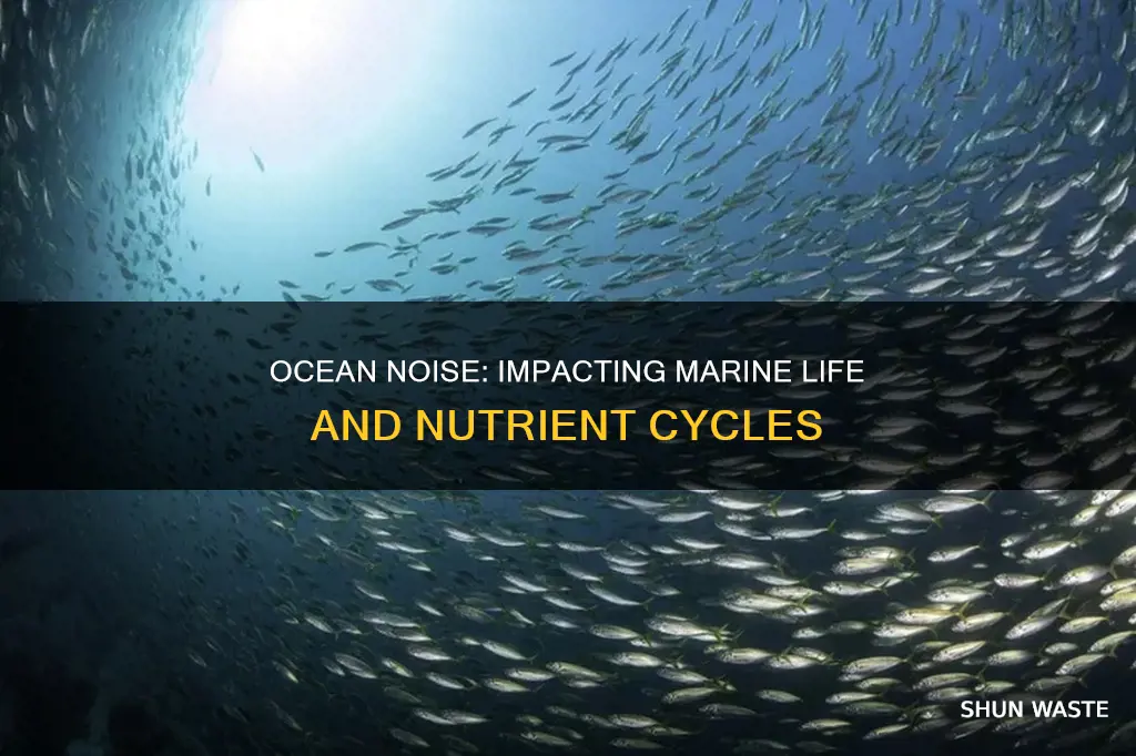 does noise pollution diminish nutrients in ocean