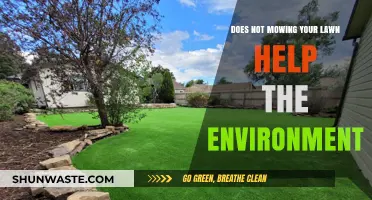 Skip the Mower: How Uncut Lawns Boost Eco-Friendly Living