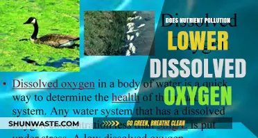 How Nutrient Pollution Drains Oxygen from Water