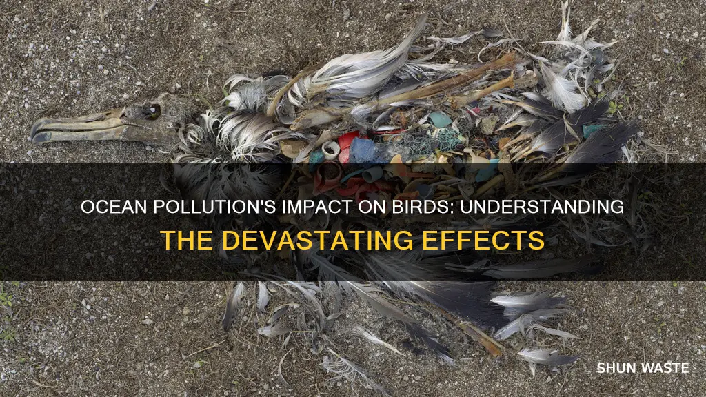 does ocean pollution affect birds