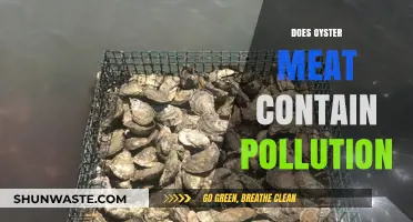 Oyster Meat: Pollution Contamination Risk?