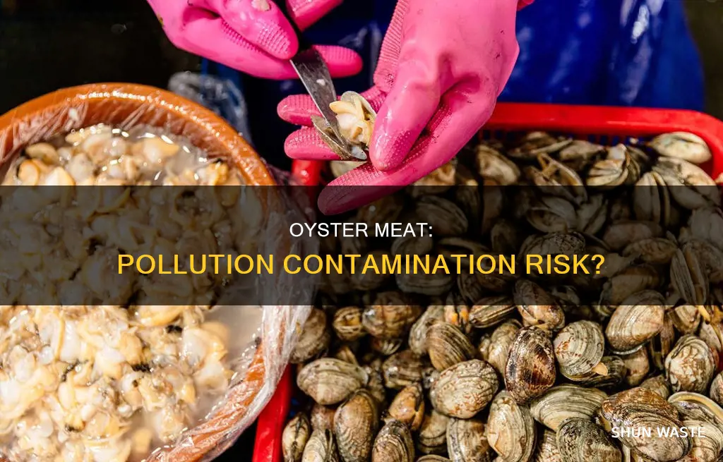 does oyster meat contain pollution