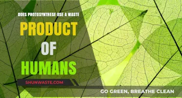 How Photosynthesis Turns Human Waste into Life-Sustaining Oxygen