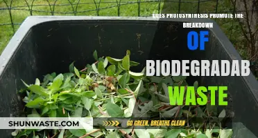 Photosynthesis and Biodegradable Waste: A Breakdown Mechanism?