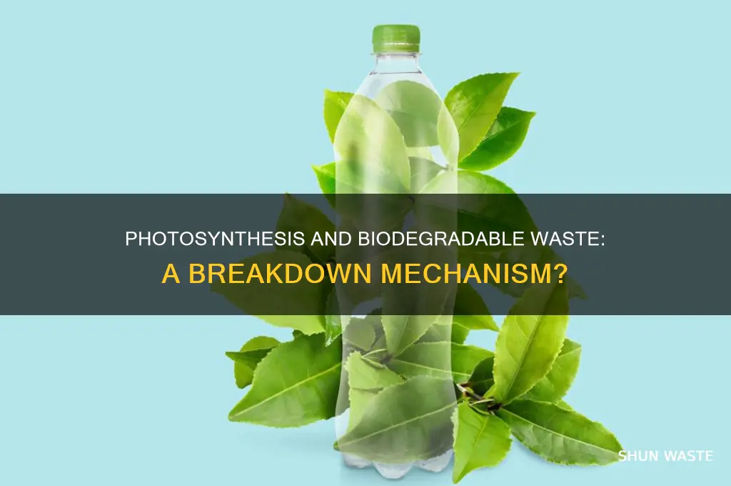 does photosynthesis promote the breakdown of biodegradable waste
