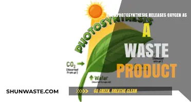 Photosynthesis' Oxygen Release: Waste or Vital Byproduct Explained