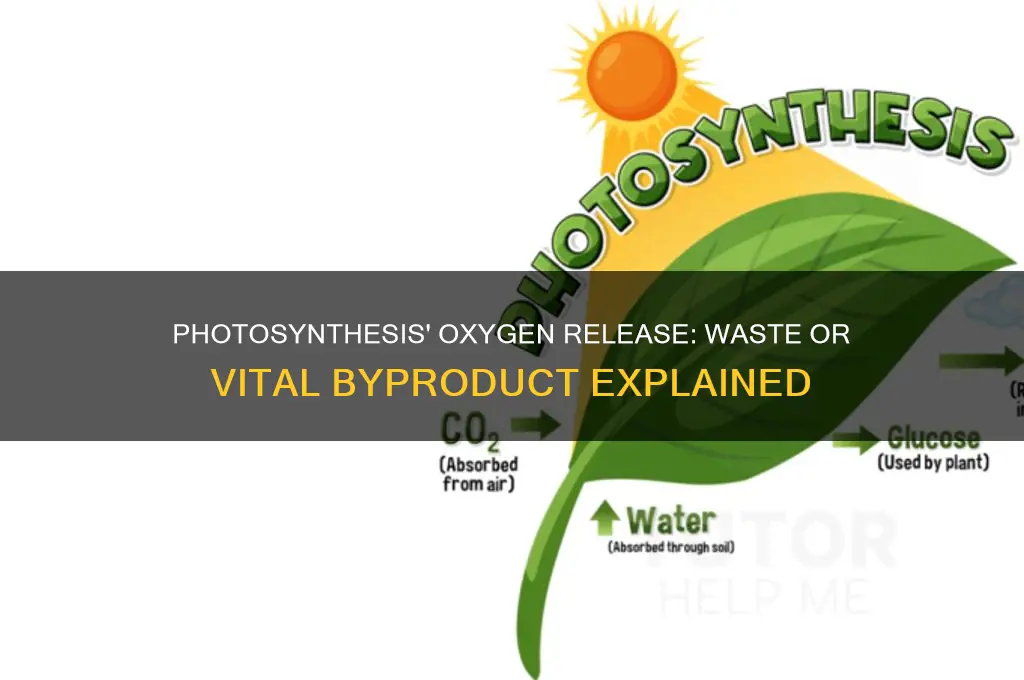 does photosynthesis releases oxygen as a waste product