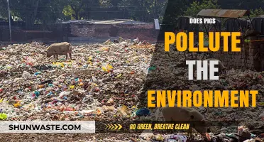 Pigs' Impact: Environmental Pollution and Solutions