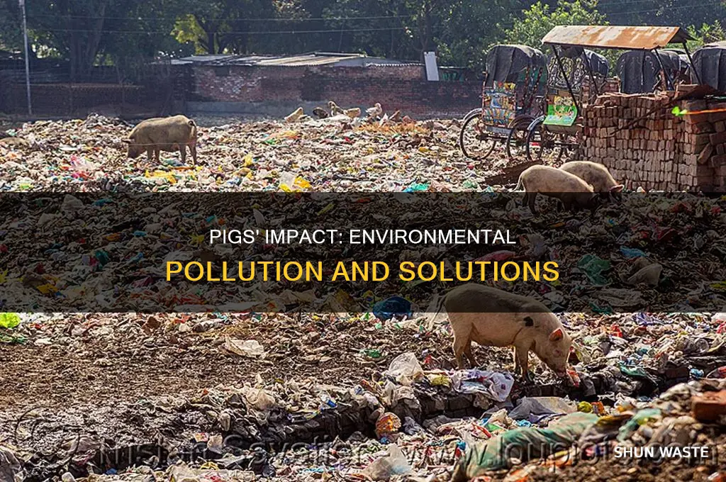does pigs pollute the environment