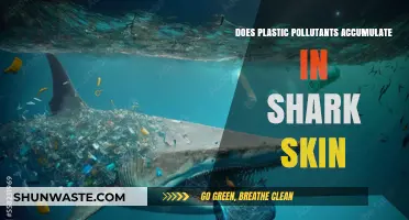 Shark Skin and Plastic: A Toxic Relationship