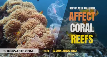 Plastic Pollution's Impact on Coral Reefs: What's the Truth?