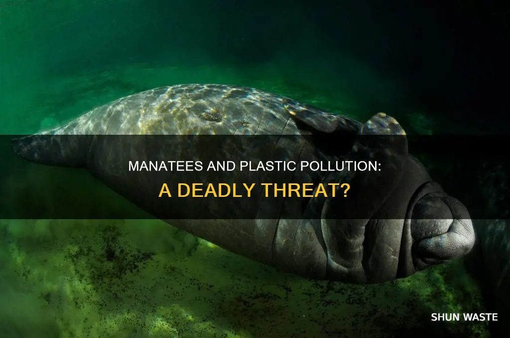 does plastic pollution affect manatees