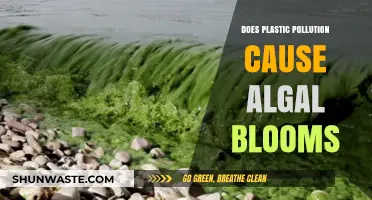 Plastic Pollution: A Recipe for Algal Bloom Disaster