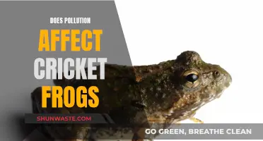 Cricket Frogs: Surviving Pollution's Impact?