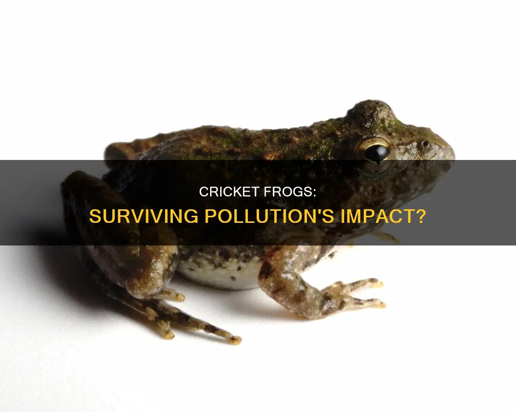 does pollution affect cricket frogs