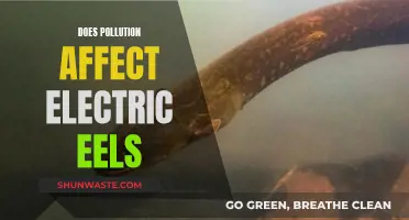 Electric Eels and Pollution: What's the Impact?