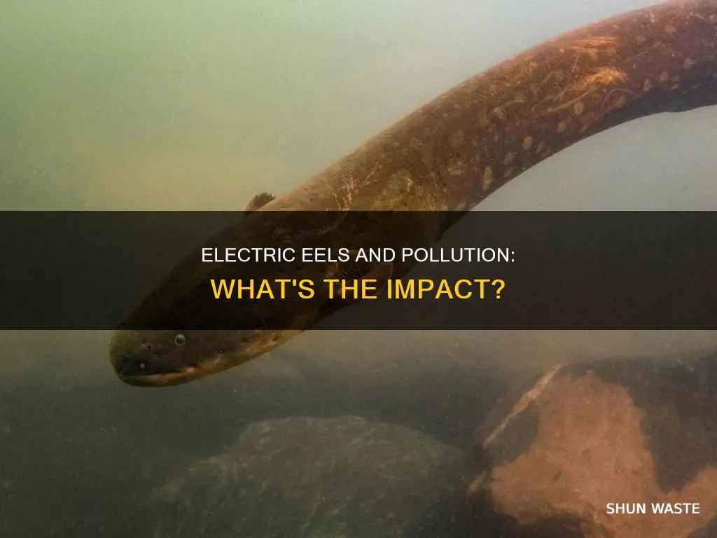 does pollution affect electric eels