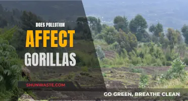 How Pollution Impacts Gorillas' Health and Habitat