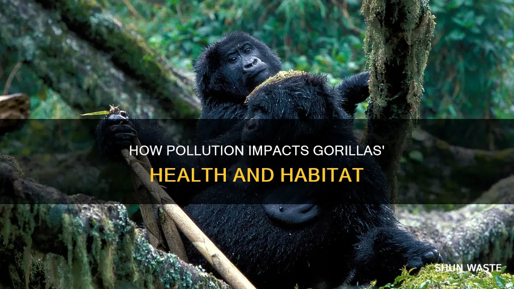 does pollution affect gorillas