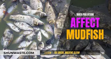 Mudfish and Pollution: A Toxic Relationship?