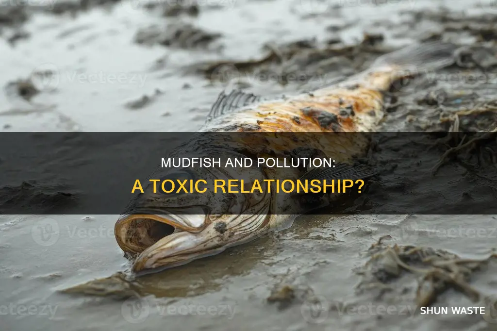 does pollution affect mudfish