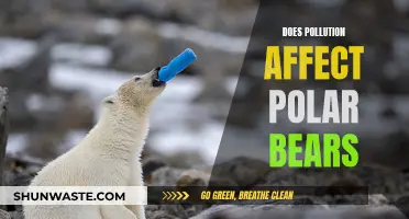 How Pollution Impacts Polar Bears' Health and Habitat