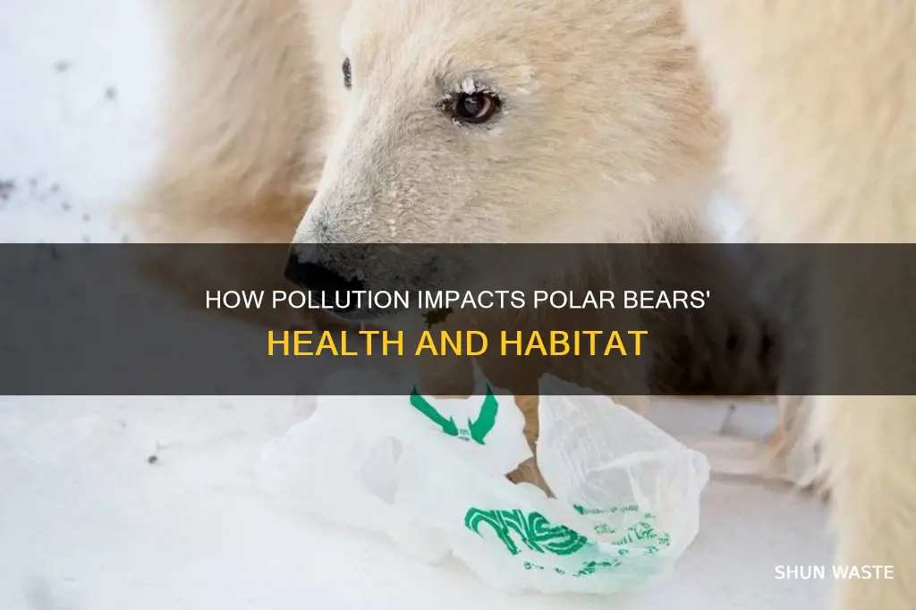 does pollution affect polar bears